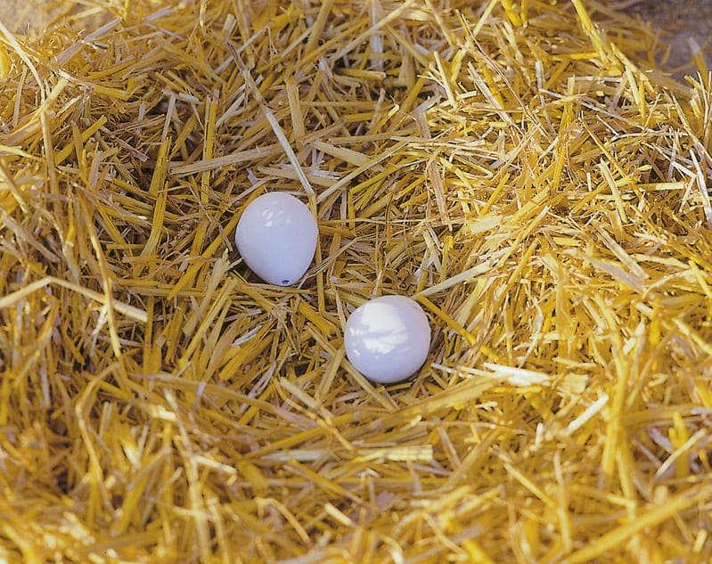 2 Nesteier aus Ton für Hühner