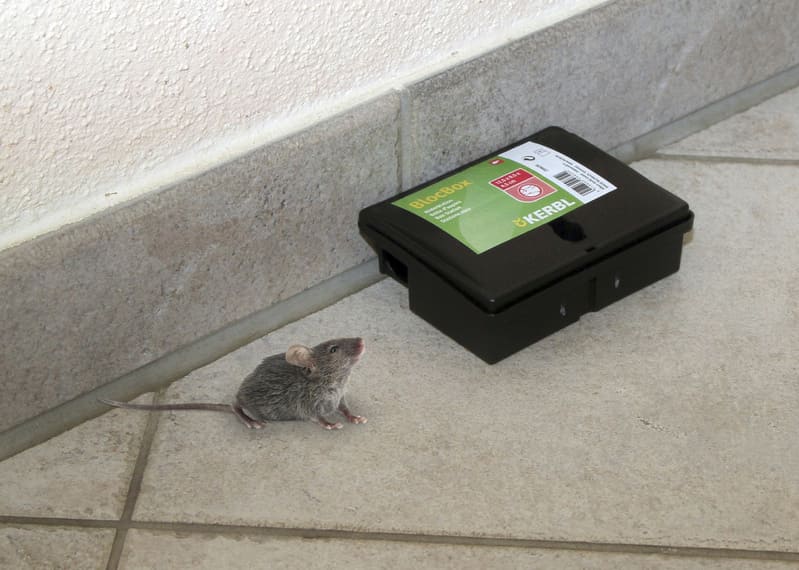 Mausefalle Köderstation BlocBox  mit Maus davor