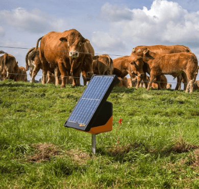 Seitenansicht Gallagher Solar-Weidezaungerät S200 auf der Rinderweide
