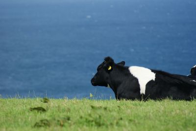 Liegendes Rind auf Wiese am Meer