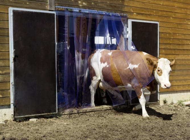 Rind läuft aus dem Stall durch PVC Streifenvorhang nach draußen