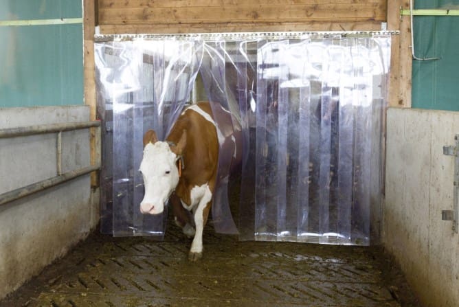 Stallinnenansicht einer Kuh, die durch einen PVC Streifenvorhang rein läuft