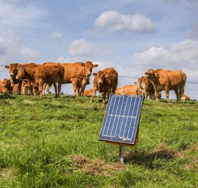 Gallagher Solar-Weidezaungerät S200 auf der Rinderweide mit grünem Rasen