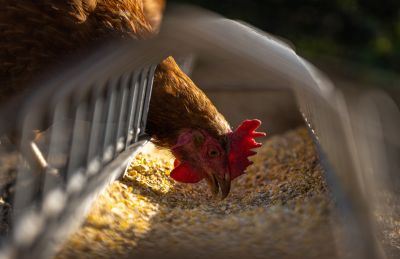 Huhn beim Fressen