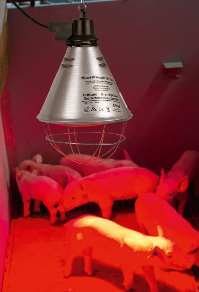 Das Kerbl Infrarot-Wärmestrahlgerät  hängt über Ferkel und wärmt diese
