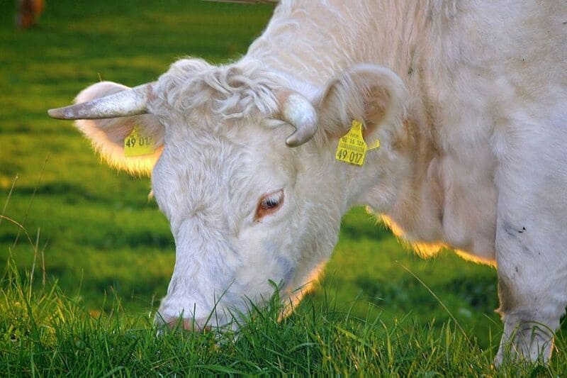 Weißes Rind frisst Gras auf Wiese