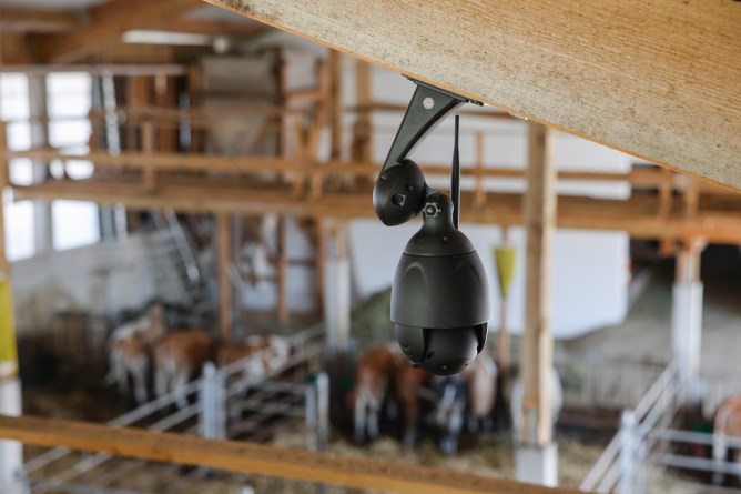 Überwachungskamera IPCam 360° FHD montiert an Stalldecke mit Rinderstall im Hintergrund