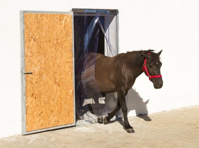 Pferd läuft durch PVC Streifenvorhang aus dem Stall nach draußen