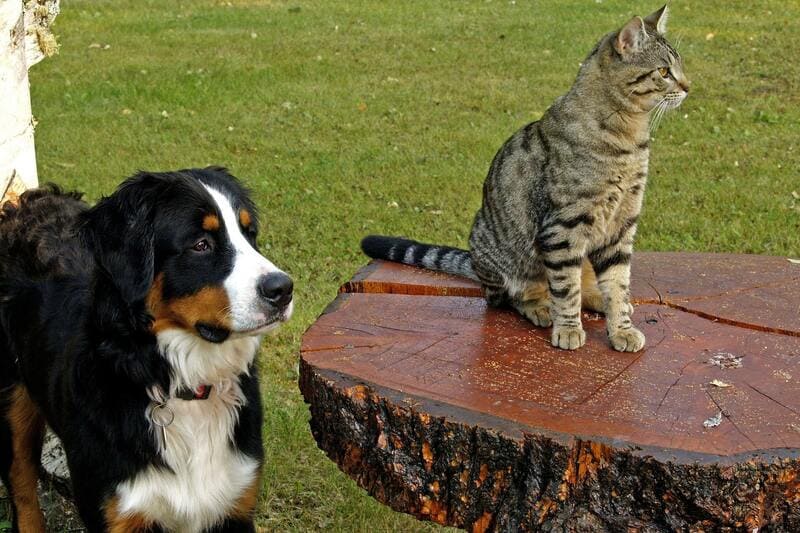 Schwarzer Hund und sitzende  Katze