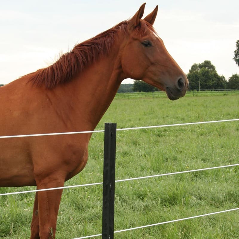 Braunes Pferd hinter Weidezaun