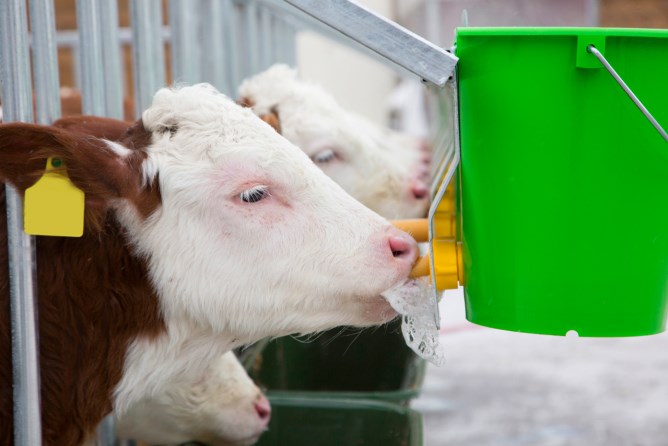 Der grüne Kerbl Tränkeeimer mit dem montierten gelben Hygieneventil  bei der Benutzung durch ein rot buntes Kalb