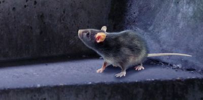 Ratte
